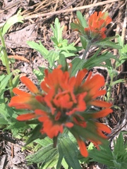 Castilleja hispida