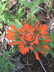 Castilleja hispida