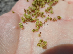Rumex californicus