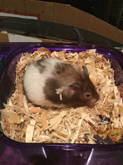 Mesocricetus auratus