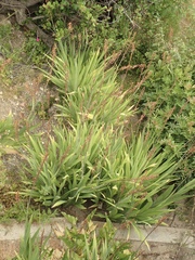 Chasmanthe floribunda