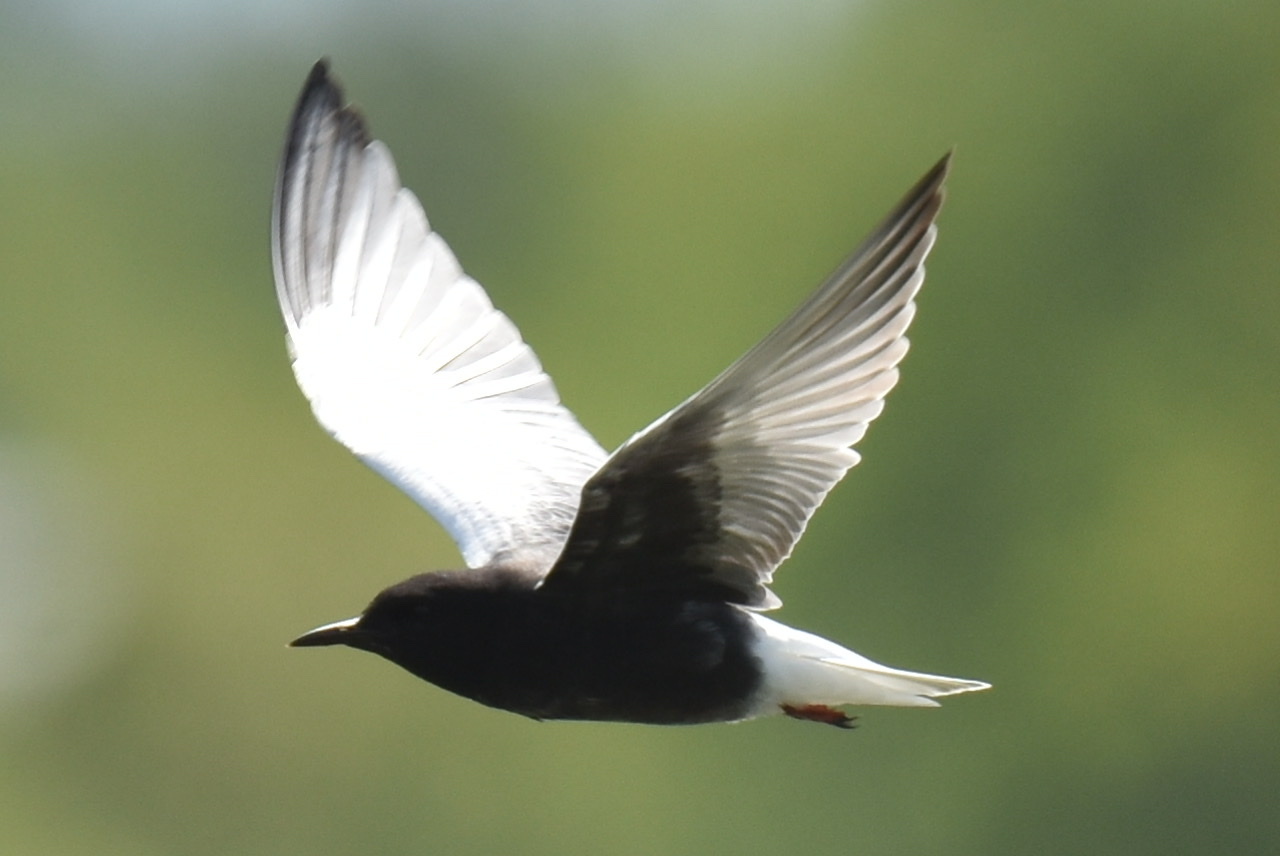 White-winged Tern