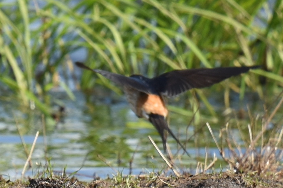 Eastern Red-rumped Swallow
