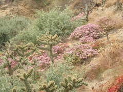 Chorizanthe staticoides