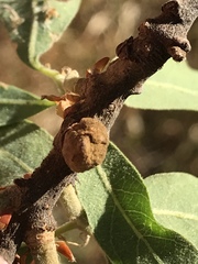 Disholcaspis simulata