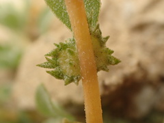 Atriplex serenana davidsonii