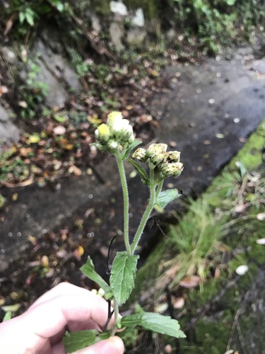 Conyza japonica iNat (1)