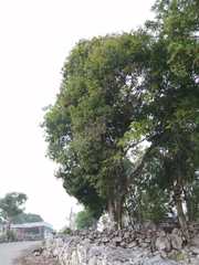 Melicoccus oliviformis