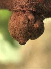 Disholcaspis simulata