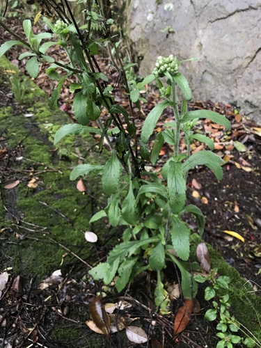 Image of Eschenbachia japonica by no rights reserved