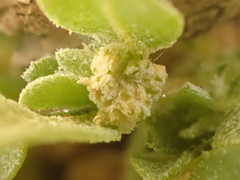 Atriplex serenana davidsonii