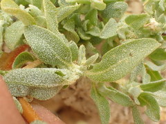 Atriplex serenana davidsonii