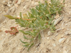 Atriplex serenana davidsonii