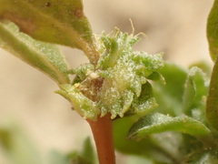 Atriplex serenana davidsonii