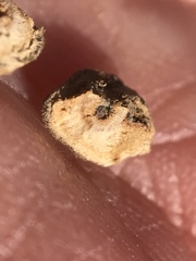 Disholcaspis simulata