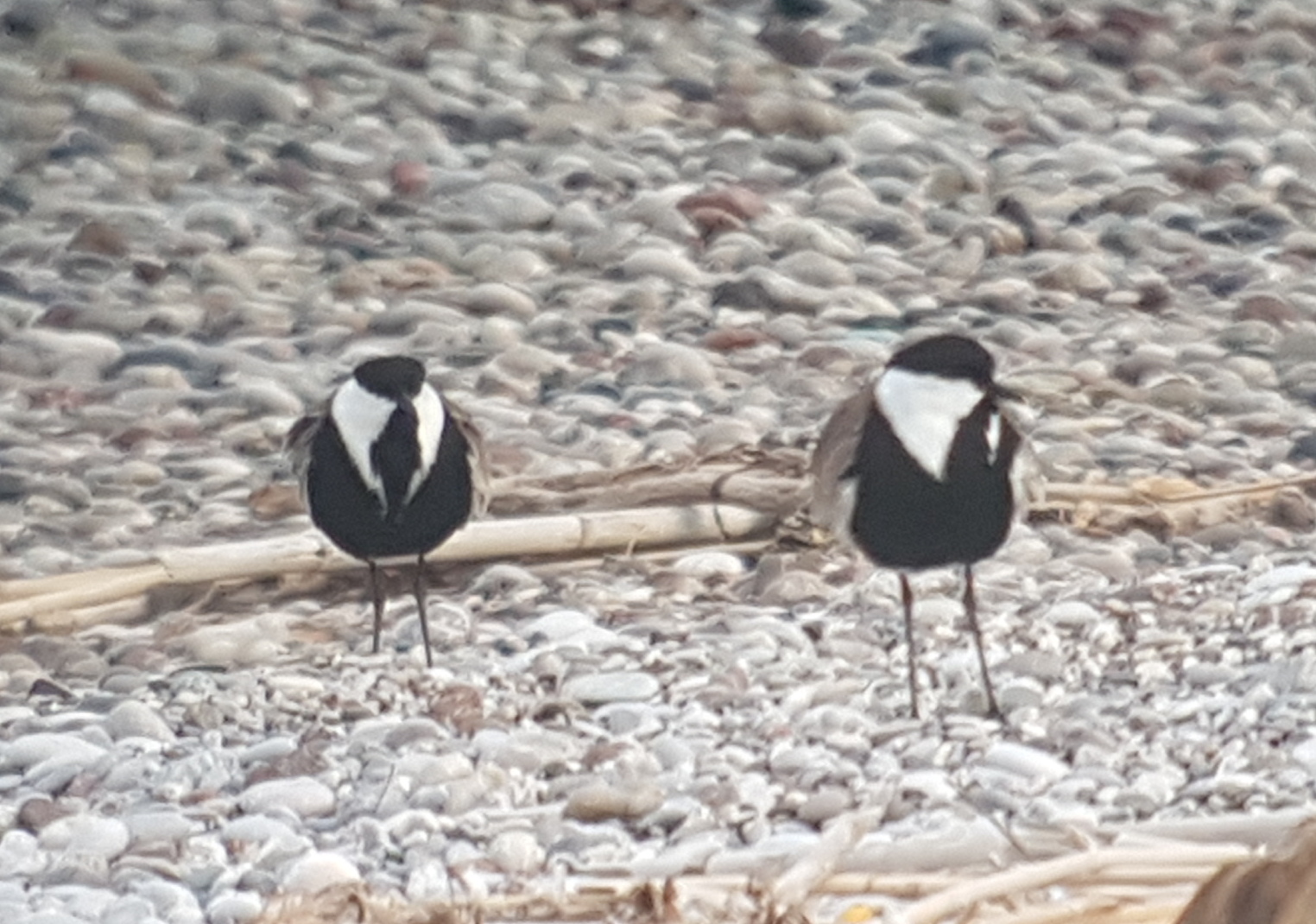 Spur-winged Lapwing illustration