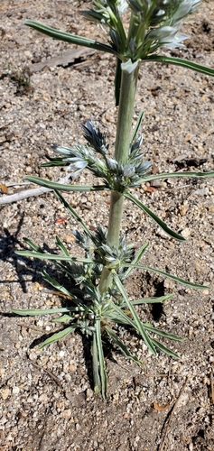 Image of Frasera tubulosa by (c) Katie Pearson, some rights reserved (CC BY)