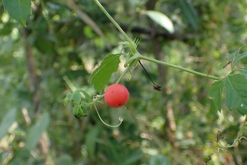 Image of Blastania cerasiformis by no rights reserved