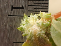 Atriplex serenana davidsonii
