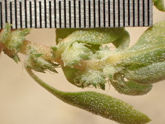 Atriplex serenana davidsonii
