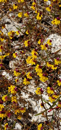 Image of Erythranthe barbata by (c) Katie Pearson, some rights reserved (CC BY)