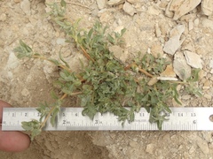 Atriplex serenana davidsonii