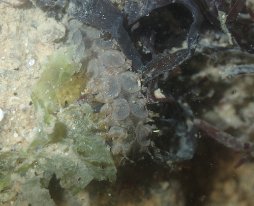 Lepidonotus clava