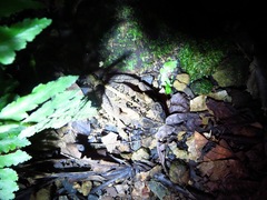Incilius melanochlorus