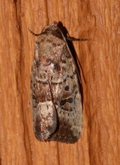 Elaphria fuscimacula