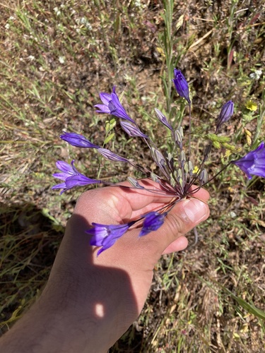iNaturalist observation photo of Ithuriel's Spear