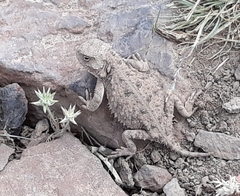 Phrynosoma douglasii