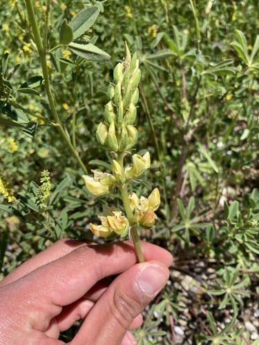 iNaturalist observation photo of chick lupine