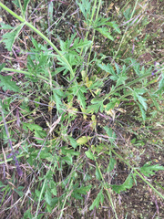 Verbena lasiostachys