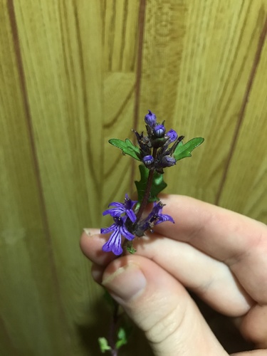 Image of Ajuga pygmaea by no rights reserved