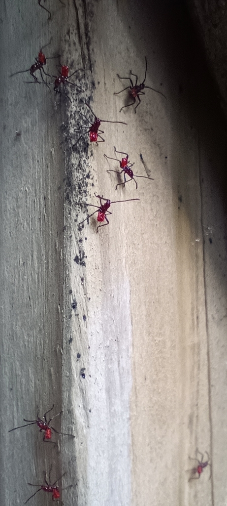 Assassin Insect Ohio Assassin Bugs from Deerfield Township, OH, USA on May 27, 2024 at 07:05 ...