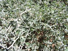 Ceanothus cordulatus