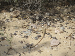 Aspidoscelis marmoratus