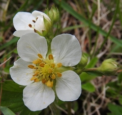 Fragaria vesca americana