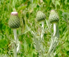 Cirsium ochrocentrum
