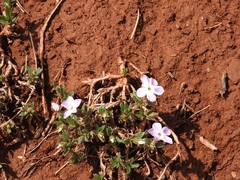 Phlox alyssifolia