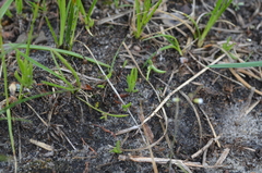 Phemeranthus rugospermus