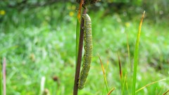 Lycia alpina