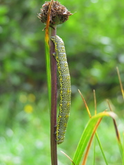 Lycia alpina