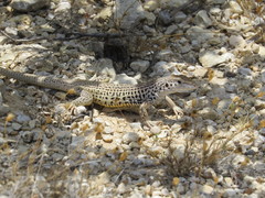 Aspidoscelis marmoratus