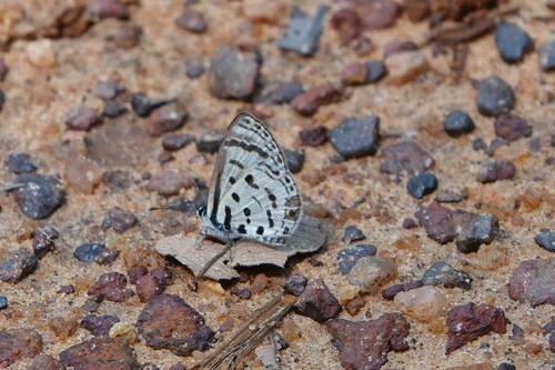Pale Babul Blue