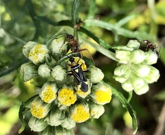 Closterocoris amoenus