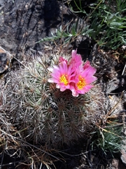 Pediocactus nigrispinus