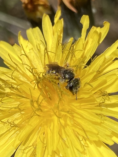 iNaturalist observation photo of Furrow Bees