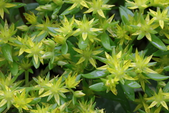 Sedum sarmentosum