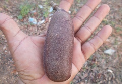 Hymenaea courbaril